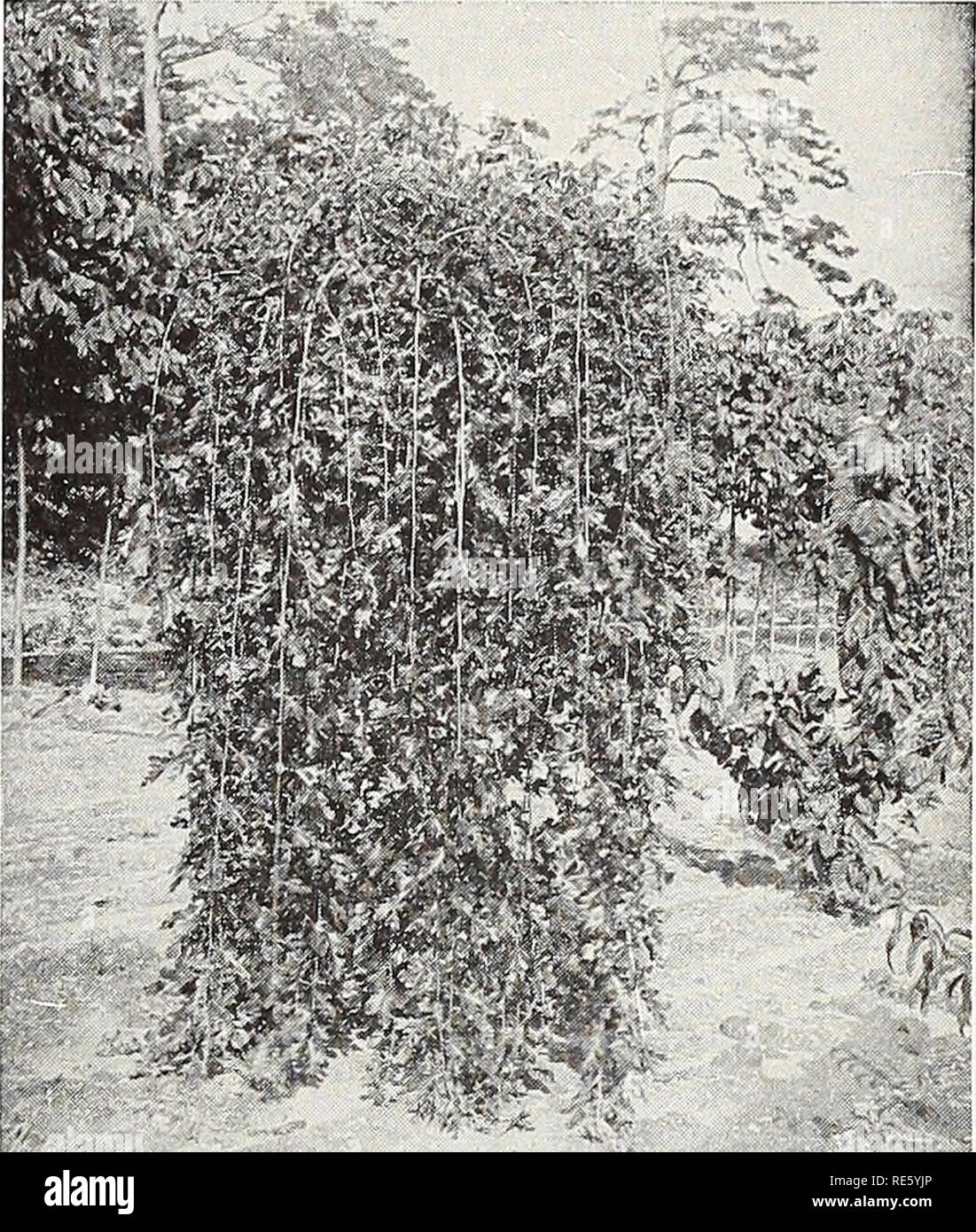 . Creazioni di Fruitland vivai : Sud preferito fondata nel mese di agosto - Georgia 1856. Vivai (orticoltura) cataloghi; Vivai (orticoltura) Georgia; fiori cataloghi; alberi Cataloghi Cataloghi di frutta. Vivai Fruitland nel sud il vivaio più antica Augusta, Ga. 13 POPULUS-Pioppo Populus nigra italica (Lombardia pioppo). Da 40 a 50 ft. Il ben noto varietà italiana. Un alto, piramidale, compatto e rapido-albero in crescita, ampiamente piantato nella parte meridionale dell'Europa. Molto desiderabile dove un effetto formale è voluto. P. simoni fastigiata (Simon pioppo). Da 40 a 50 ft. Una notevole varietà Foto Stock