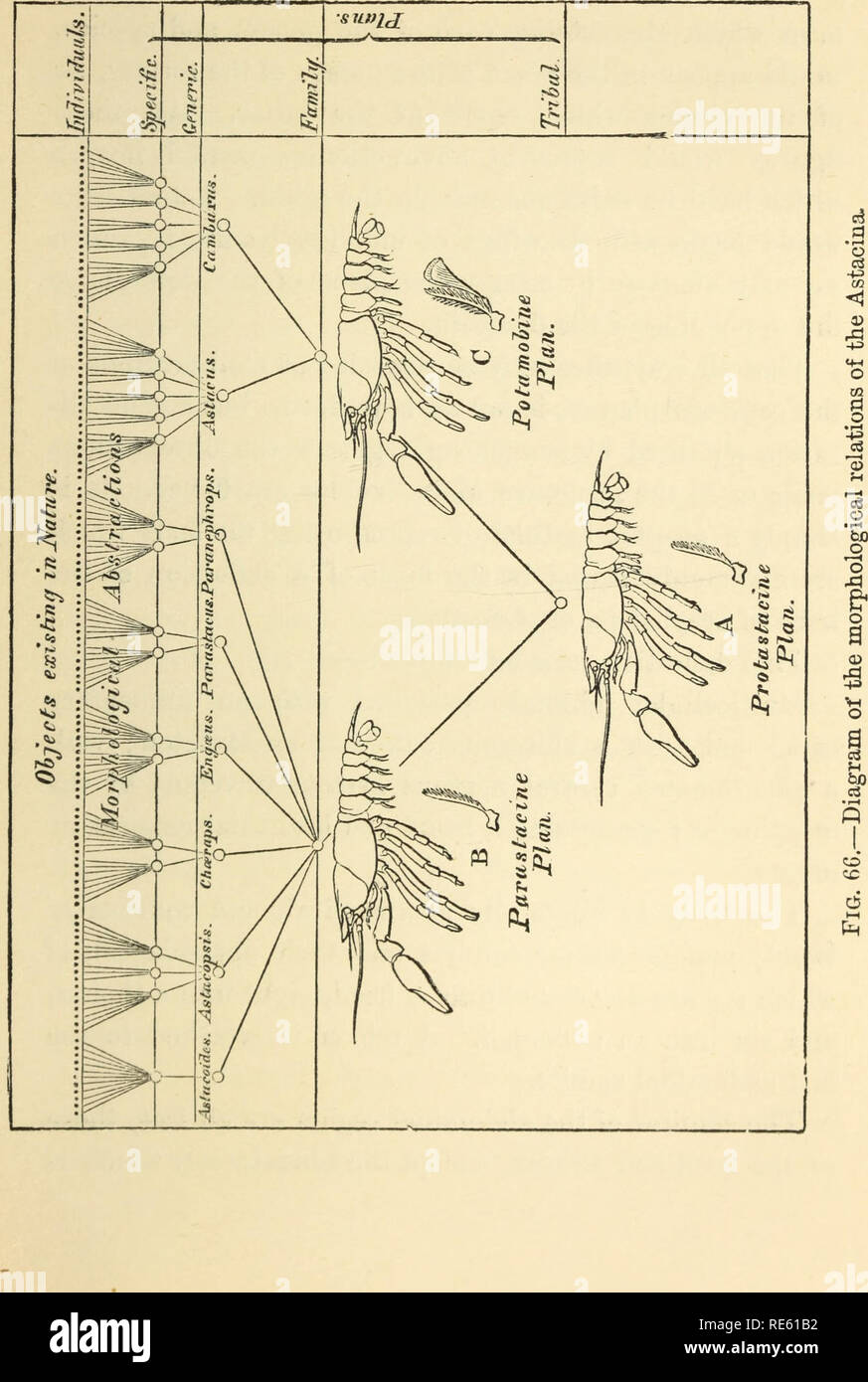 . Il gambero di fiume : Un introd. per lo studio di zoologia. --. Gamberi di fiume; Zoologia. . Si prega di notare che queste immagini vengono estratte dalla pagina sottoposta a scansione di immagini che possono essere state migliorate digitalmente per la leggibilità - Colorazione e aspetto di queste illustrazioni potrebbero non perfettamente assomigliano al lavoro originale. Huxley Thomas Henry, 1825-1895. Londra : K. Paolo, in trincea, Trubner Foto Stock