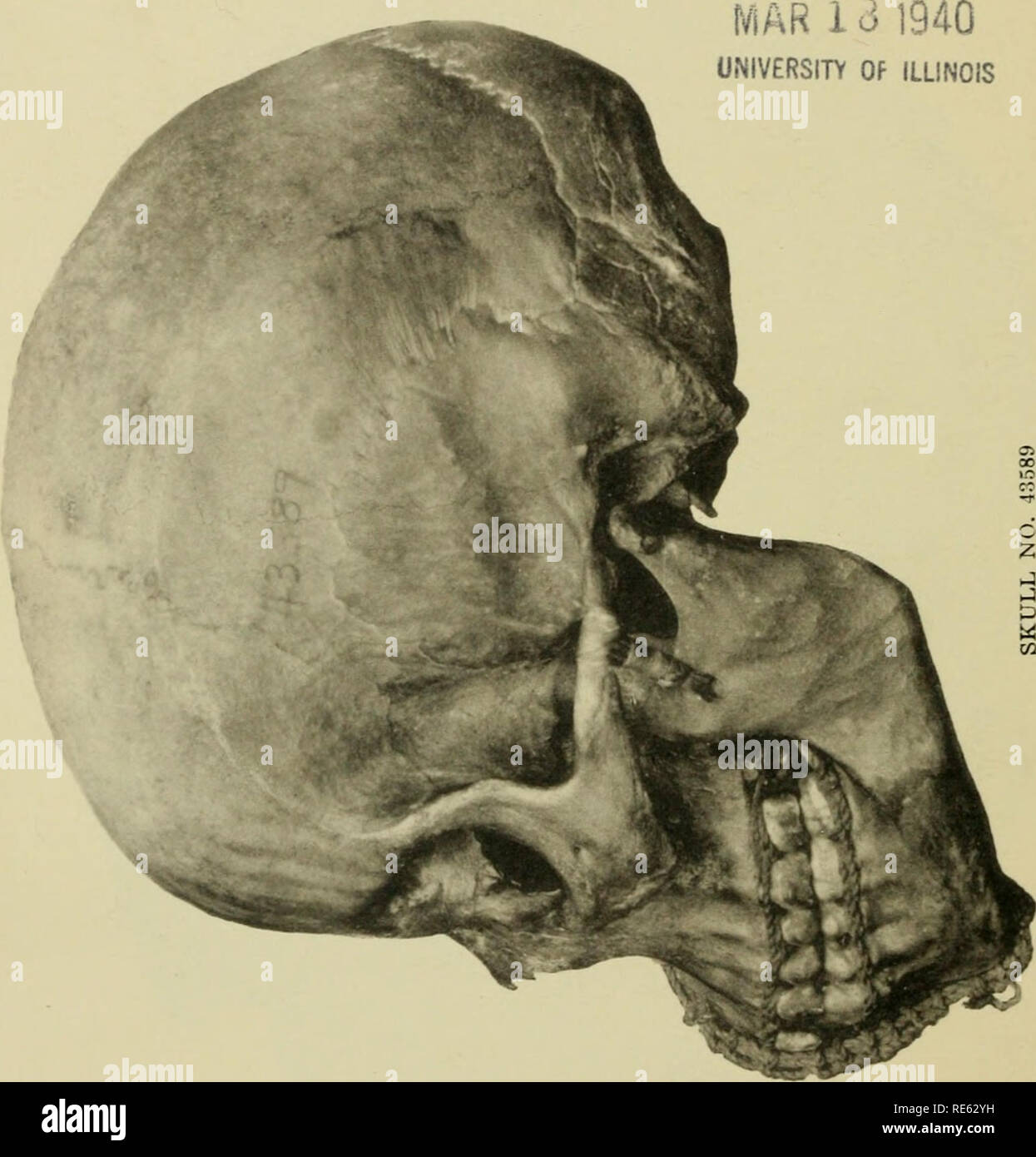 . Craniometry della Nuova Guinea. Craniometry; Craniology -- Nuova Guinea. La biblioteca del 1940 università di Illinois. Si prega di notare che queste immagini vengono estratte dalla pagina sottoposta a scansione di immagini che possono essere state migliorate digitalmente per la leggibilità - Colorazione e aspetto di queste illustrazioni potrebbero non perfettamente assomigliano al lavoro originale. Hambly, Wilfrid Dyson, 1886-. Chicago: Museo di campo premere Foto Stock