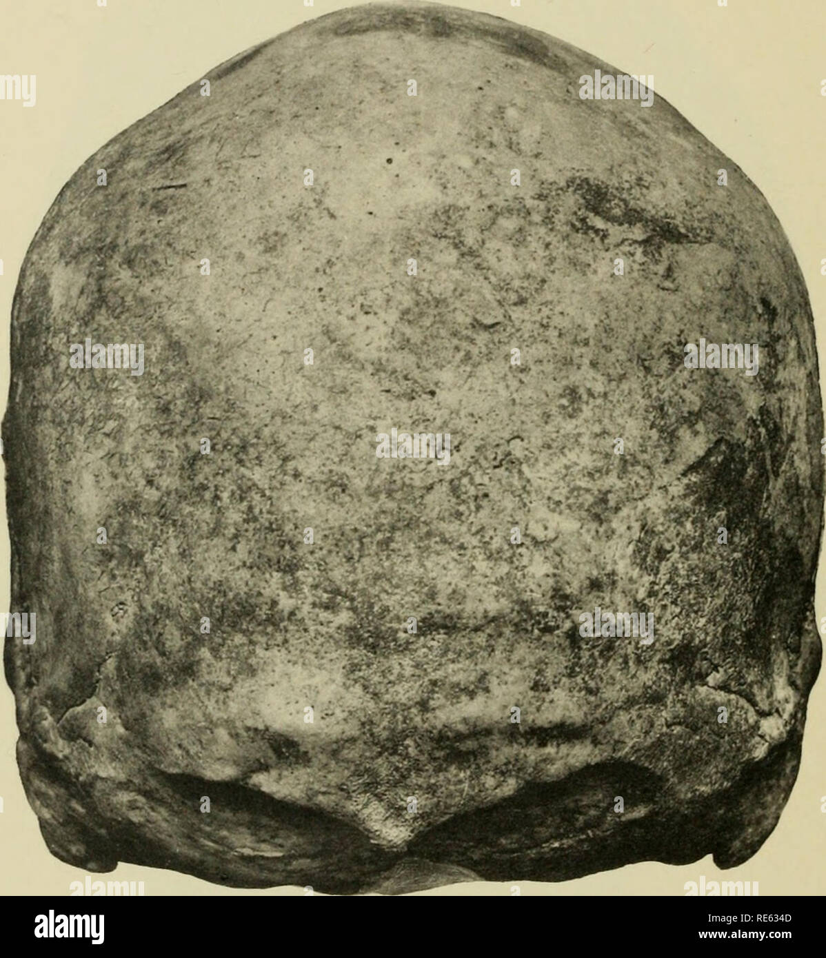 . Craniometry della Nuova Guinea. Craniometry; Craniology -- Nuova Guinea. Campo Museo di Storia Naturale di antropologia, Vol. XXV, piastra LXX. Cranio n° 13562. Si prega di notare che queste immagini vengono estratte dalla pagina sottoposta a scansione di immagini che possono essere state migliorate digitalmente per la leggibilità - Colorazione e aspetto di queste illustrazioni potrebbero non perfettamente assomigliano al lavoro originale. Hambly, Wilfrid Dyson, 1886-. Chicago: Museo di campo premere Foto Stock