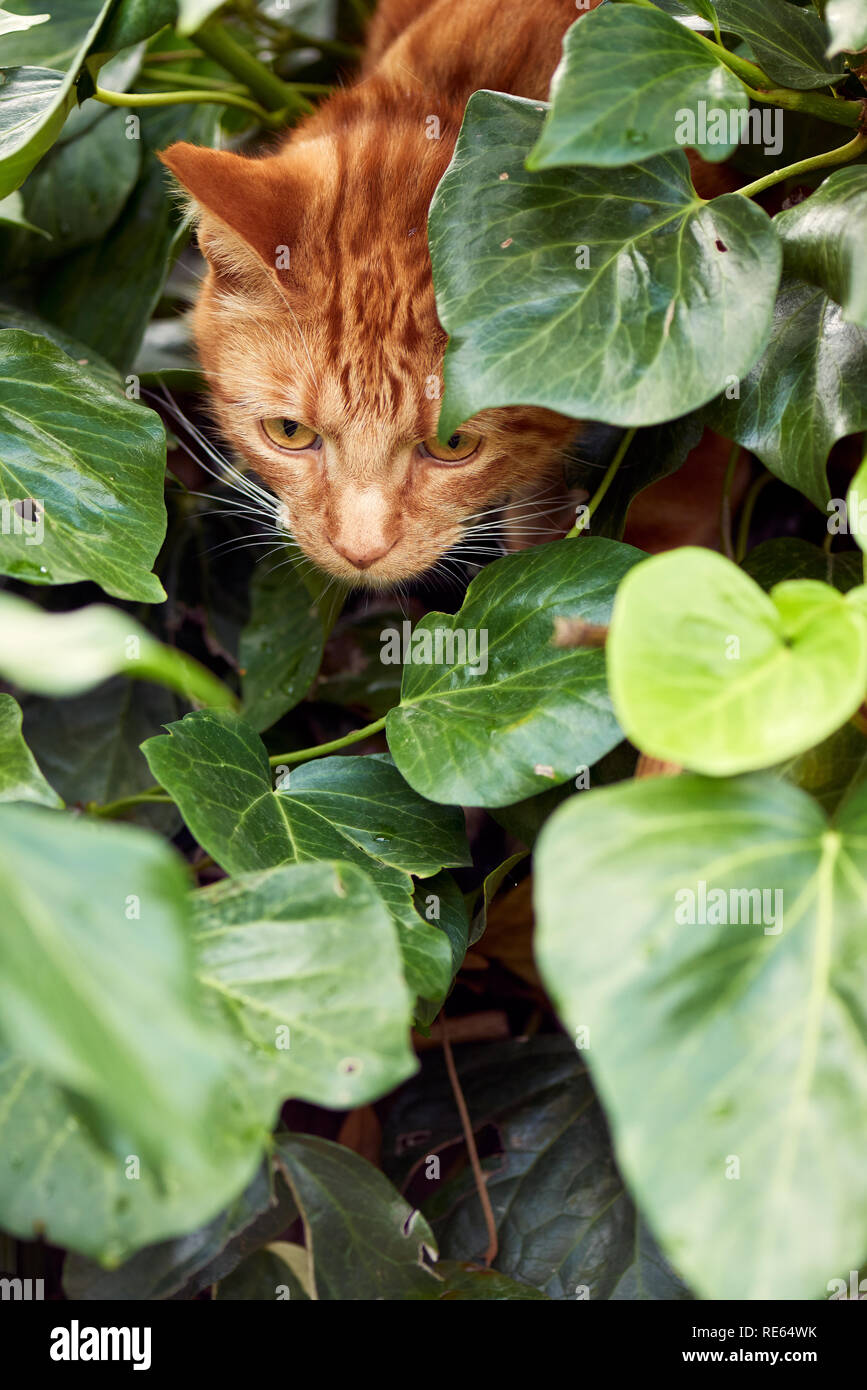 Curioso di zenzero simpatico gatto rosso esplorando in una chioma di foglie verdi. Foto Stock