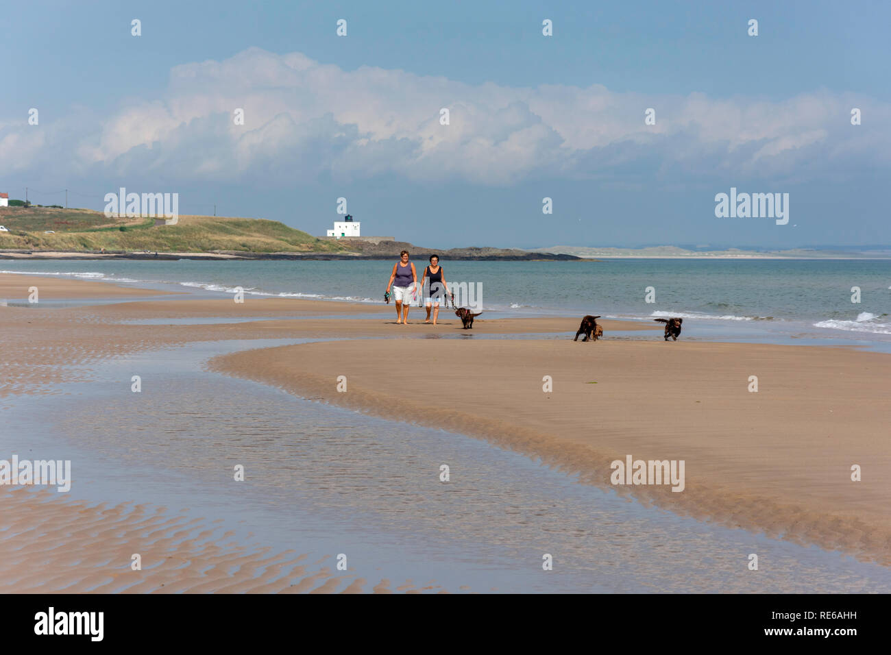 Le donne a piedi i cani sulla spiaggia Bamburgh, Bamburgh, Northumberland, England, Regno Unito Foto Stock
