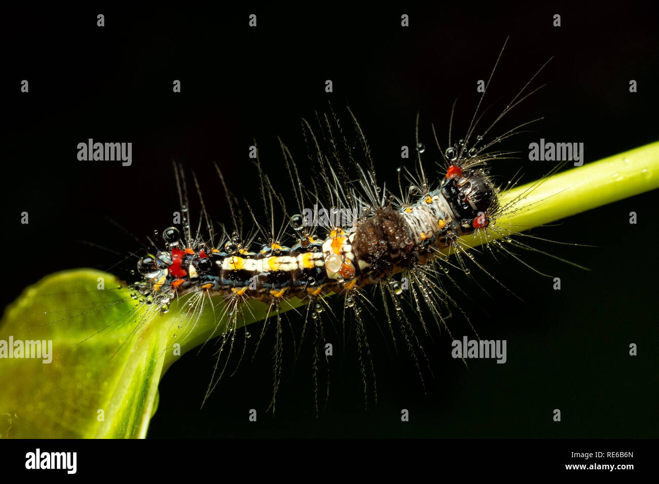 Vista superiore e la chiusura del bello e colorato capelli pungenti worm con la pioggia caduta nella foresta dopo la pioggia su sfondo nero Foto Stock
