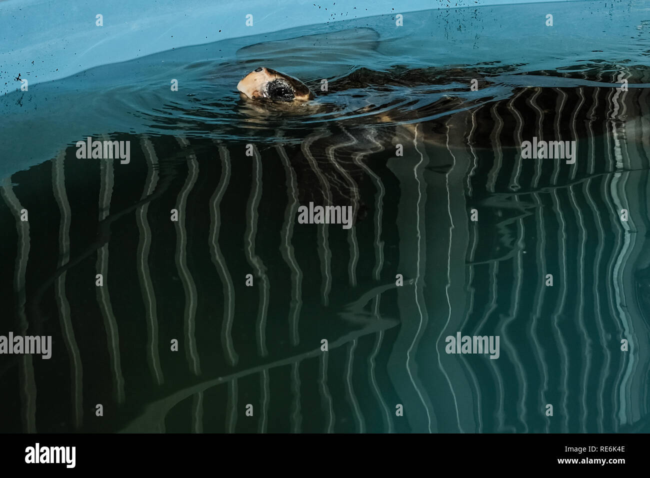 Mikhmoret, Israele. Il 20 gennaio, 2019. Salvato le tartarughe di mare sono trattati quotidianamente alimentata, pesati e misurati. Il National Sea Turtle Rescue Center dell'Israele Parchi e natura competente è attualmente il trattamento di 46 feriti le tartarughe di mare lavato fino sulle rive del Mediterraneo a livello nazionale. Credito: Nir Alon/Alamy Live News Foto Stock