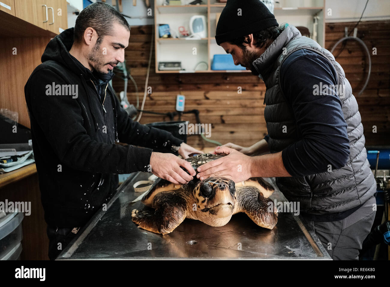 Mikhmoret, Israele. Il 20 gennaio, 2019. Salvato le tartarughe di mare sono trattati quotidianamente alimentata, pesati e misurati. Il National Sea Turtle Rescue Center dell'Israele Parchi e natura competente è attualmente il trattamento di 46 feriti le tartarughe di mare lavato fino sulle rive del Mediterraneo a livello nazionale. Credito: Nir Alon/Alamy Live News Foto Stock