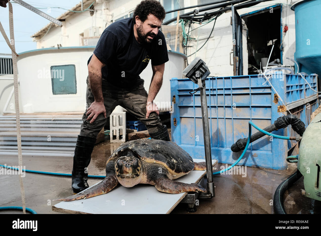 Mikhmoret, Israele. Il 20 gennaio, 2019. Salvato le tartarughe di mare sono trattati quotidianamente alimentata, pesati e misurati. Il National Sea Turtle Rescue Center dell'Israele Parchi e natura competente è attualmente il trattamento di 46 feriti le tartarughe di mare lavato fino sulle rive del Mediterraneo a livello nazionale. Credito: Nir Alon/Alamy Live News Foto Stock
