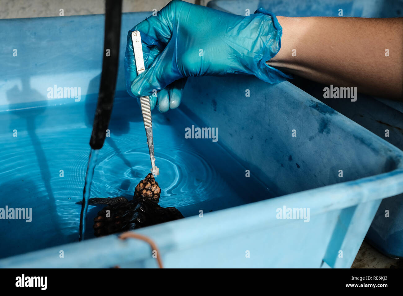 Mikhmoret, Israele. Il 20 gennaio, 2019. Salvato le tartarughe di mare sono trattati quotidianamente alimentata, pesati e misurati. Il National Sea Turtle Rescue Center dell'Israele Parchi e natura competente è attualmente il trattamento di 46 feriti le tartarughe di mare lavato fino sulle rive del Mediterraneo a livello nazionale. Credito: Nir Alon/Alamy Live News Foto Stock