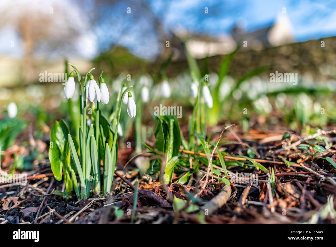 Wareham, Regno Unito. Domenica 20 gennaio 2019. Snowdrop fiori escono insolitamente presto in una giornata di sole a metà gennaio 2019. Credito: Thomas Faull/Alamy Live News Foto Stock