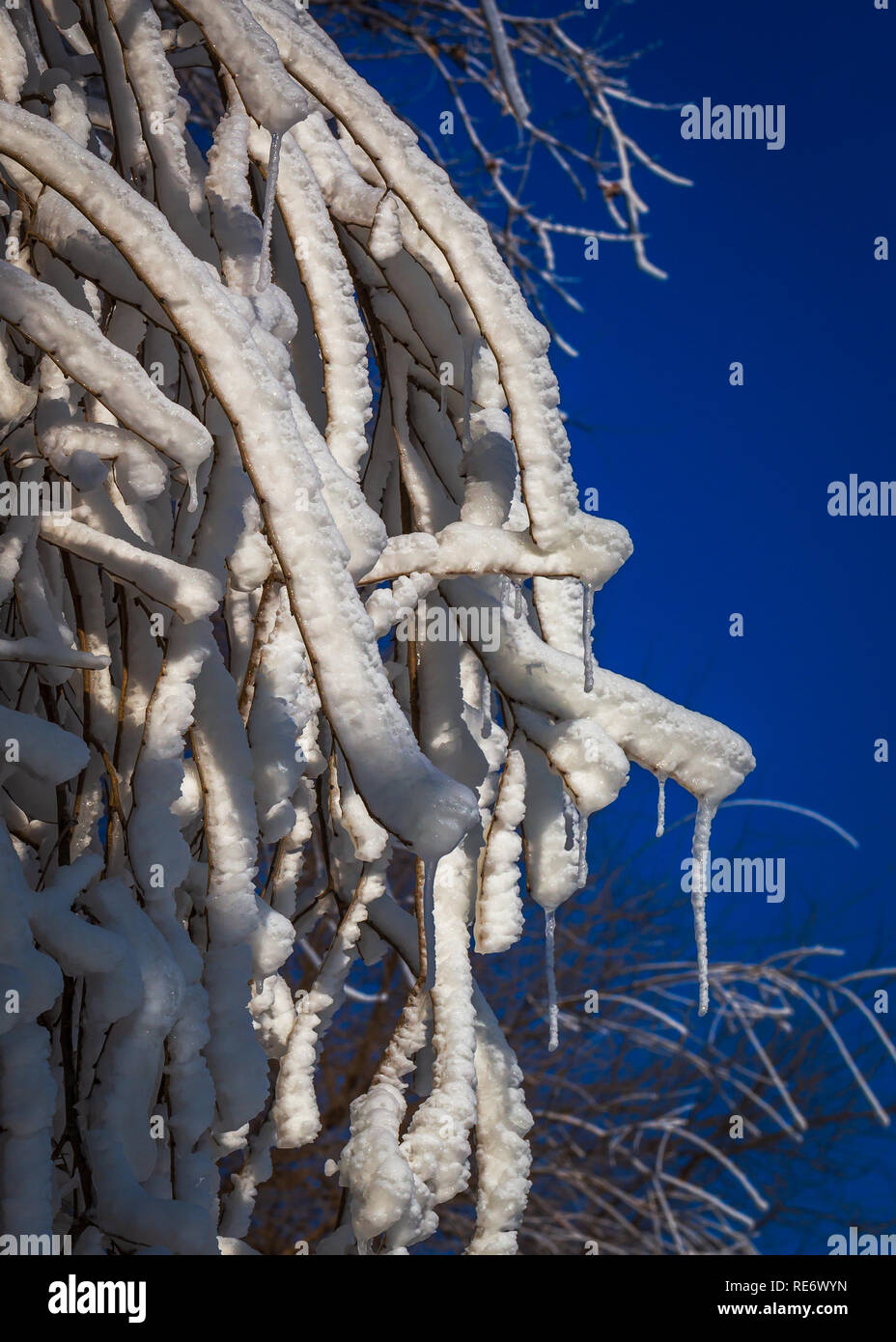 Acqua congelata sui rami di alberi Foto Stock