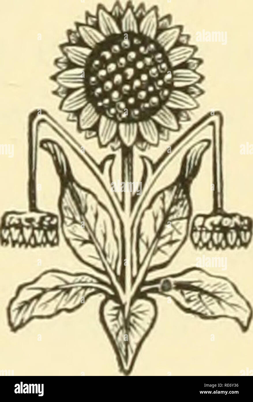 . La terra e i suoi abitanti ... La geografia. 250 GEEMANY. del quale non presenta difficoltà e raggiungere Wurzhitrg (44,975 abitanti), la più grande città della Franconia, e uno dei più antichi. Il suo aspetto è molto pittoresco, le quattro torri della cattedrale Bizantina, la guglia gotica di Santa Maria e il grigio campanile di San Burkard innalzarsi al di sopra delle mura che la circondano. Vi è un sontuoso palazzo vescovile circondato da giardini ; ma l'edificio che costitui- stitutes la vera gloria di Wiirzburg è la sua universit}^, fondata nel 1582, e molto frequentato dagli studenti di medicina, attratti th Foto Stock