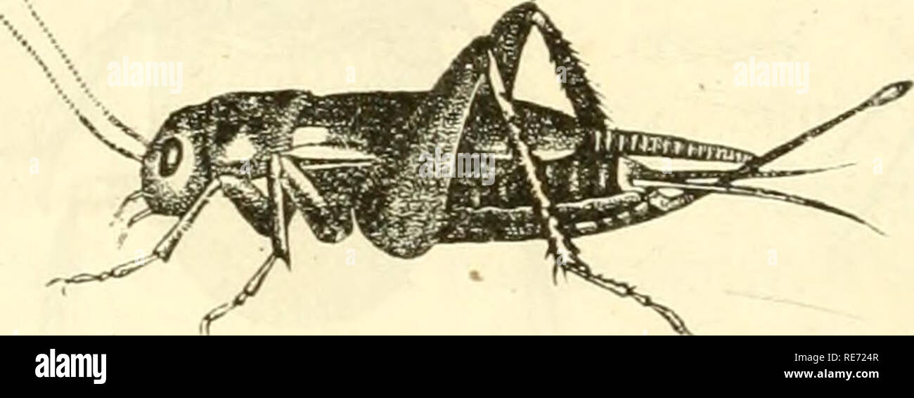 . Cours Ã©lÃ©mentaire d'histoire Naturelle : un l'usage des collÃ©ges et des Maisons d'istruzione : rÃ©digÃ© conformÃ©ment au programme de l'Università© du 14 septembre 1840. Zoologia. 486 ZOOLOCxIE. seulement dans le sens longitudinale, Ã la maniÃ¨re d'Ã ONU©ventail. Ils ne subissent que des demi-mÃ©tamorphoses, et la larve ainsi que. Fig. 367. Grillon domestique. la nymphe ressemblent à l'insecte parfait di si, ce n'est quant aux ailes. Enfin, tous sont terrestres, et la plupart sont remarquables par l'allongement de leur corps et le dÃ©veloppement extrÃªme des pattes" postÃ©rieures, ce qni en fait d Foto Stock