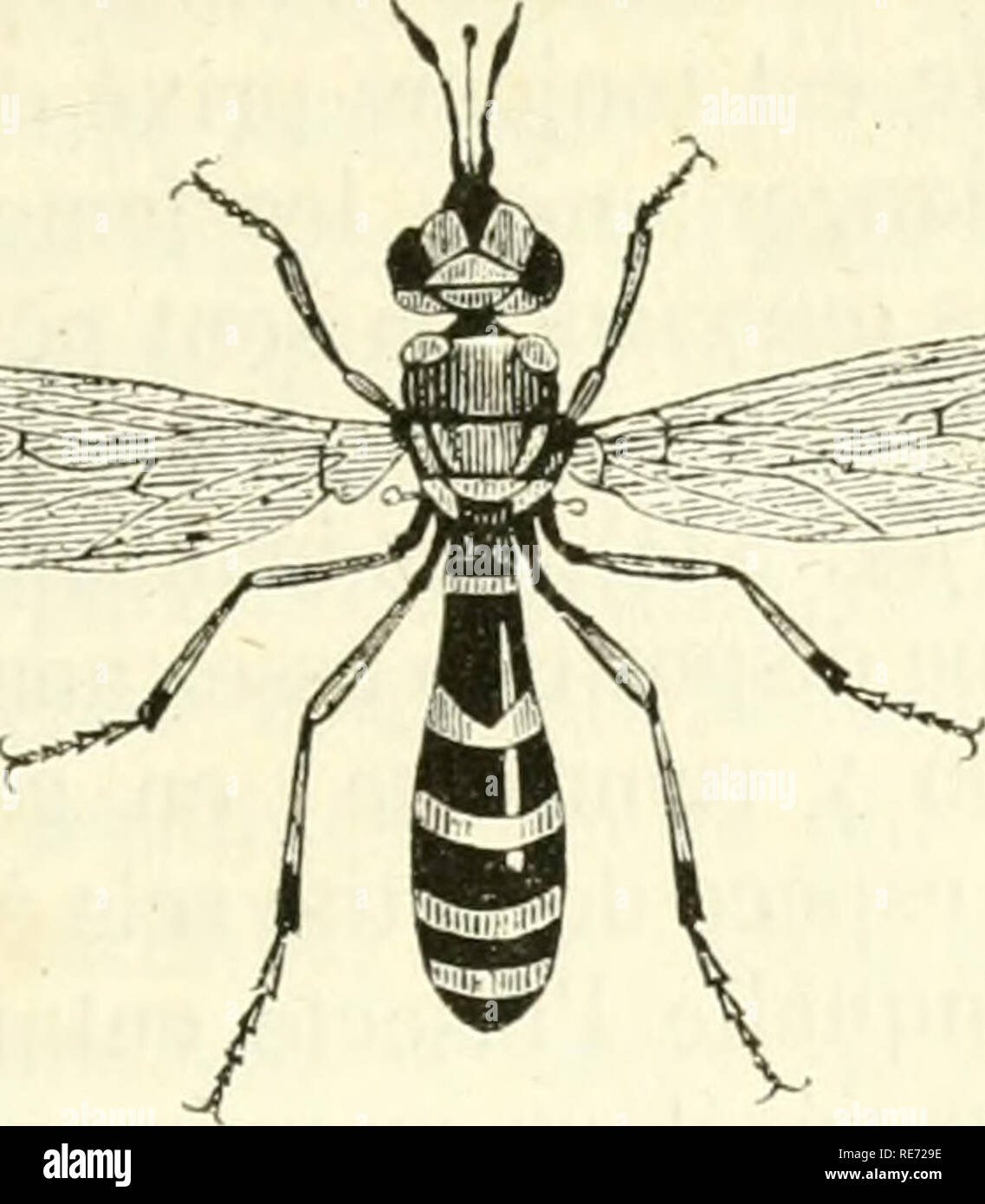 . Cours élémentaire d'histoire Naturelle : un l'usage des colléges et des Maisons d'istruzione : rédigé conformément au programme de l'Université du 14 septembre 1840. Zoologia. INSECTES. 461 €. Si prega di notare che queste immagini vengono estratte dalla pagina sottoposta a scansione di immagini che possono essere state migliorate digitalmente per la leggibilità - Colorazione e aspetto di queste illustrazioni potrebbero non perfettamente assomigliano al lavoro originale. Milne-Edwards, H. (Henri), 1800-1885; Jussieu, Antoine Laurent de, 1748-1836; Beudant, F. S. (François Sulpice), 1787-1850; Stejneger Leonhard, 1851-1943, ex proprietario. DSI. Parigi : Lang Foto Stock