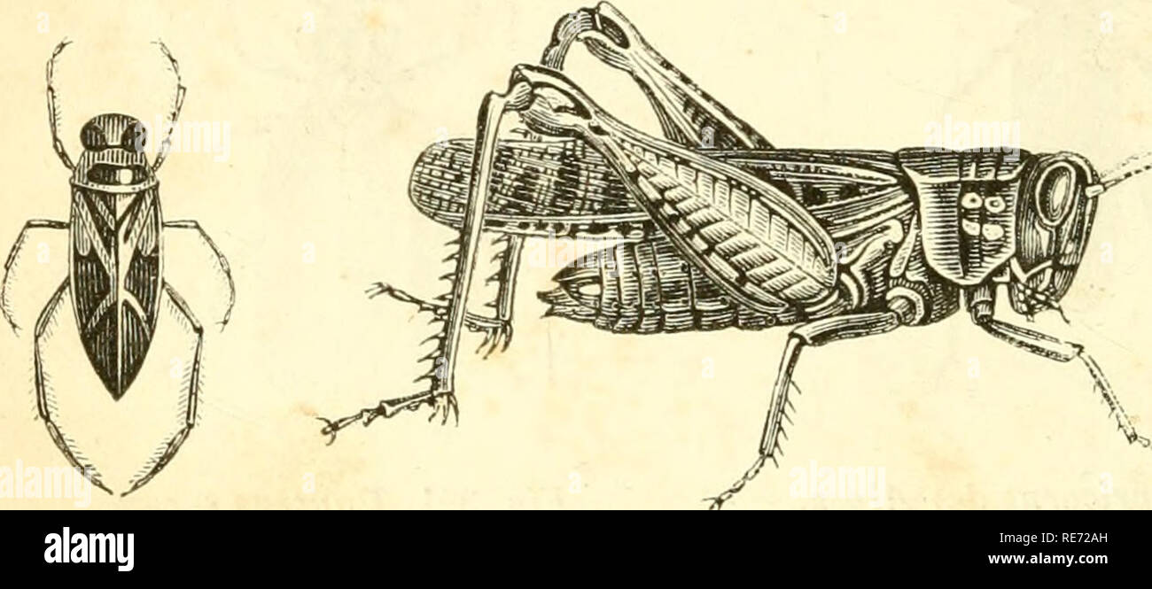 . Cours Ã©lÃ©mentaire d'histoire Naturelle : un l'usage des collÃ©ges et des Maisons d'istruzione : rÃ©digÃ© conformÃ©ment au programme de l'Università© du 14 septembre 1840. Zoologia. 458 ZOOLOGIE. anneaux, nommÃ©s prothorax, mÃ©sothorax et mÃ©tathorax [a, b, c, fig. 319), et c'est Ã L' ARCEAU ventrale di de chacun de ces tÃ©guments que se fixe l'une des paires de pattes". Les Ailes, naissent au con- traire , de l'arceau dorsale anneaux des thoraciques, mais le pro- torace (a) n'en porte jamais, et jamais aussi il n'existe plus d'une paire de ces appendici sur chacun des deux anneaux suivants , de sor Foto Stock