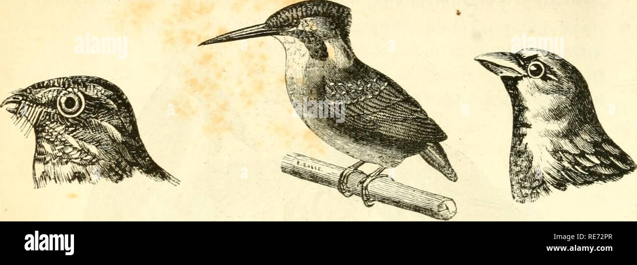 . Cours élémentaire d'histoire Naturelle : un l'usage des colléges et des Maisons d'istruzione : rédigé conformément au programme de l'Université du 14 septembre 1840. Zoologia. 374 ZOOLOGlt.. Fig. 225. Enguulevenl. fie;. 226. Martin- pécheur. l'iij. 227. Moineau.. Si prega di notare che queste immagini vengono estratte dalla pagina sottoposta a scansione di immagini che possono essere state migliorate digitalmente per la leggibilità - Colorazione e aspetto di queste illustrazioni potrebbero non perfettamente assomigliano al lavoro originale. Milne-Edwards, H. (Henri), 1800-1885; Jussieu, Antoine Laurent de, 1748-1836; Beudant, F. S. (François Sulpice), 178 Foto Stock