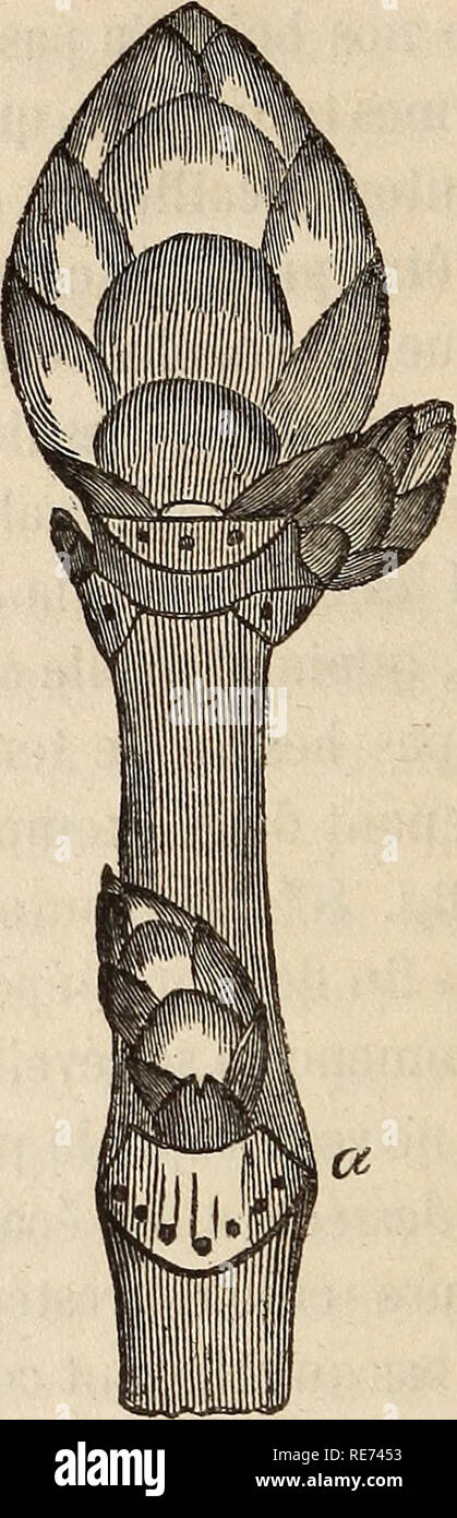 . Cours d'orticoltura. Orticoltura. ( 3oo ) Fig. 88.. ces sept folioles prenait, Ã parte, figlio origine dans la moelle centrale du rameau ou du moins dans les fibre intÃ©rieures de l'Ã©tui mÃ©dullaire. La preuve, c'est que les sept punti que vous voyez en un sont la coupe des sept faisceaux de fibre qui se rendaient dans chacune des folioles, aprÃ¨s s'Ãªtre rap- prochÃ©s pendant leur trajet dans le pí©tiole, pour s'Ã©loigner et se diviser ensuite dans les folioles. Vous voyez prÃ¨s du bouton terminale trois cicatrices qui indiquent Ã©galement la scivolo de trois feuilles qui Ã©taient nÃ©es vers Foto Stock