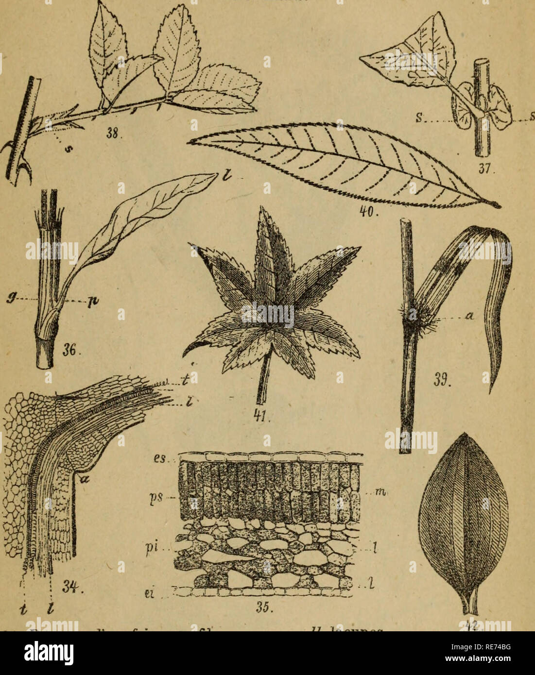 . Cours elementaire de botanique et flore du Canada a l'usage des Maisons d'istruzione. La botanica; piante; Botanica. PLANCHE VIL FEUILLES.. 34. Il passaggio d'onu faisceau fibro-vasculaire de la tige dans un pétiole : una articolazione ; t trachées ; l, fibre corticales. 35. Quota verticale d'une feuil- le vue sous onu fort grossis- sement : es, épiderme de. la face supérieure ; ei, épiderme de la face inférieure ; ps, pa- renchyme de la région supé- rieure ; pi, parenchyme de la région inférieure ; m, méats ; II, lacunes. 36. "Feuille de la pazienza : g, gaîne ; p, pétiole ; l, limbe 37. "Feuille stipulée Foto Stock
