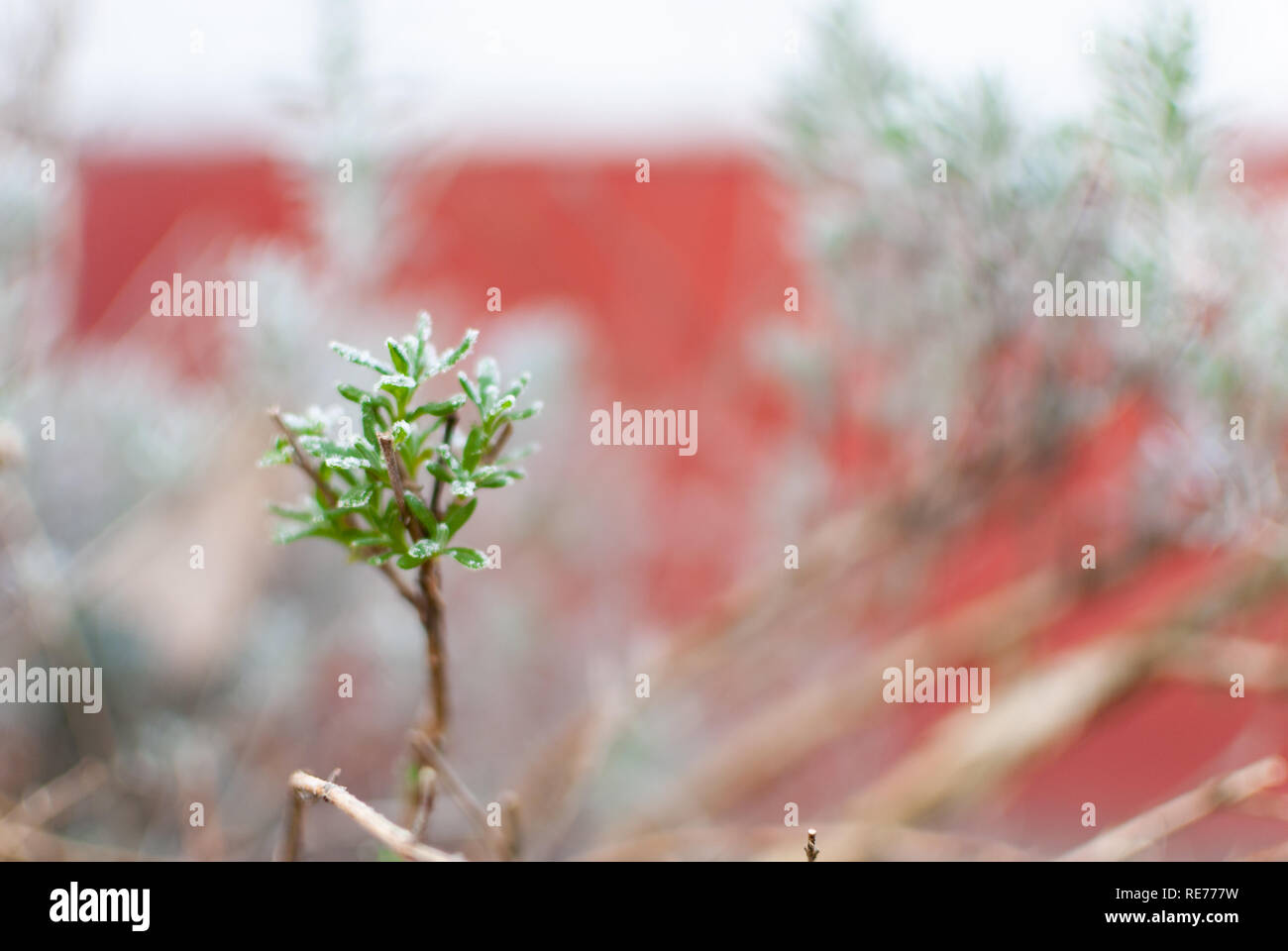Close up surgelati di rami di lavanda in inverno Foto Stock