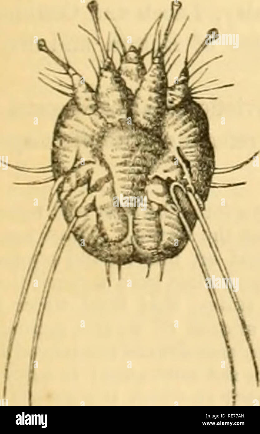 . Il Cottage giardiniere. Il giardinaggio; GIARDINAGGIO. JCLY It*.] Il COTTAGE GARDENEH. Calendario settimanale. A33 Â"f w Meteo vicino Londra Sun Moon Luna' Cloek Giorno della V 1) 18 Th m 1849- sorge. Set. R.&amp;S. Età. bef.Sun. L'anno. La Whitethroat sone cessa. [Moth visto. T. 73"&GT;â50'. S.W. In caso di pioggia. 5 a. 4 6 a. 8 0 15 9 5 51 199 19 F Sun di ileclination, 20" 53' N. ronzio uccello T. 7SÂ°â44Â°. S.W. In caso di pioggia. 7 S U 43 10 5 55 200 20 S Margaret. Capra Moth visto. T. 73Â"â47Â°. S.W. In caso di pioggia. 8 4 1 16 11 6 59 201 ai SD^â ¢ 8 Sun. .ft. TEiNiTf. Il muschio Beetle visto. T. 69''-44''. W. ammenda. 9 3 MI S2 12 6 2 202 aaM Magd. Foto Stock