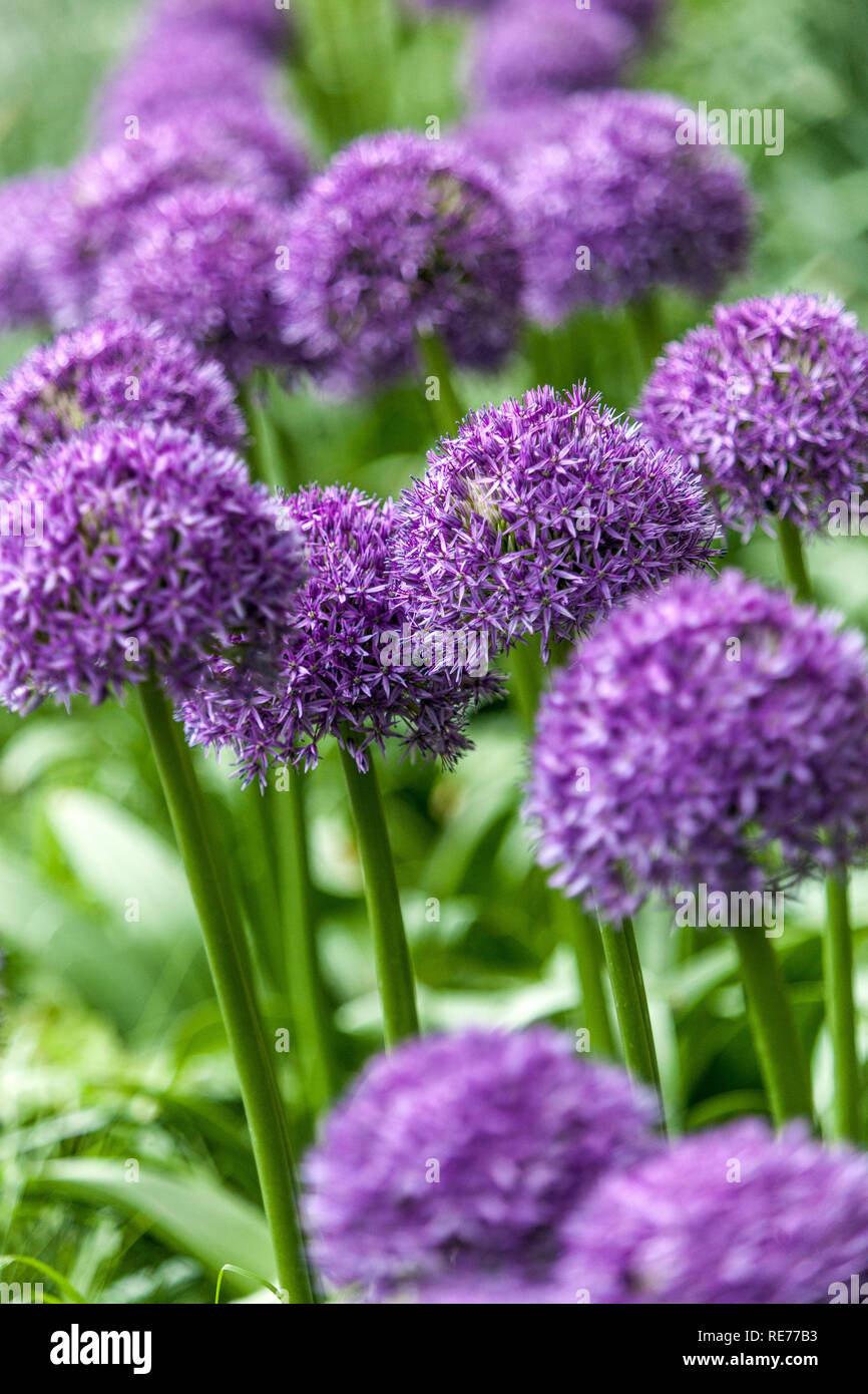 Allium Globemaster in estate cipolla ornamentale Foto Stock