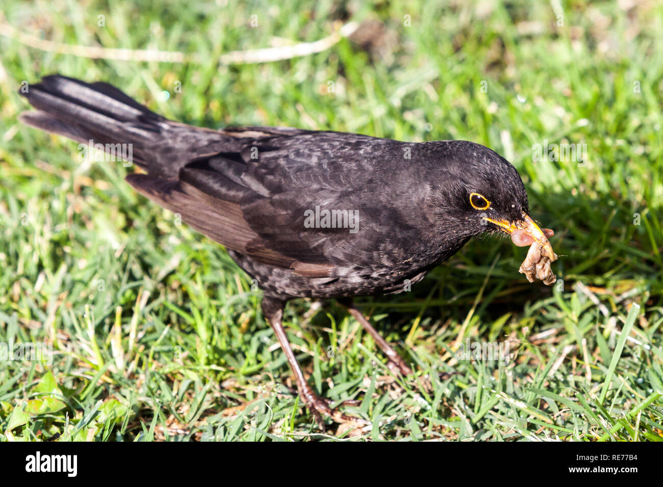 Blackbird Turdus merula giardino prato raccolta vermi, lombrichi in becco Foto Stock