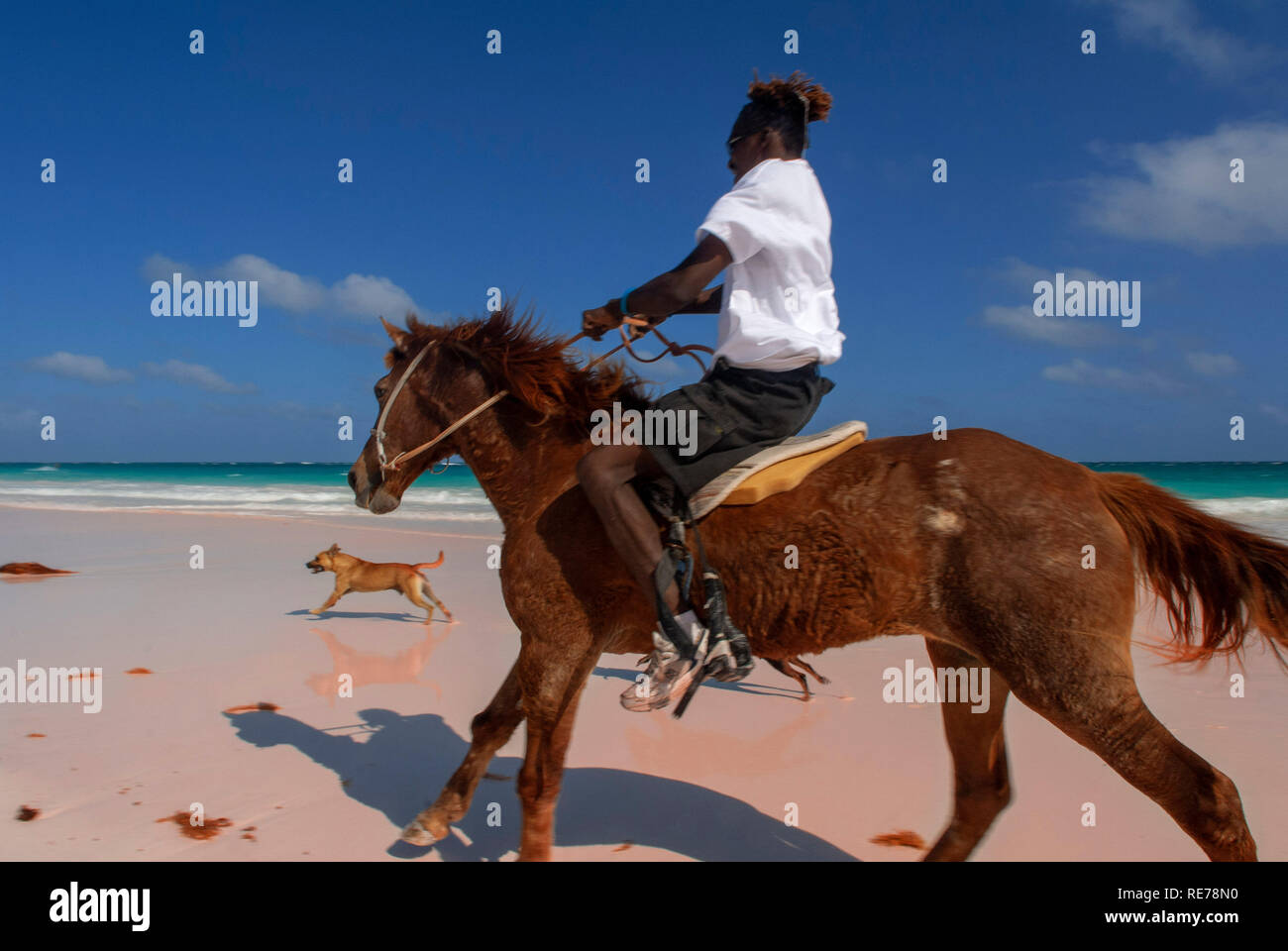 Passeggiate a cavallo a sabbia Rosa Beach. Dunmore Town, Harbour Island, Eleuthera. Bahamas Foto Stock
