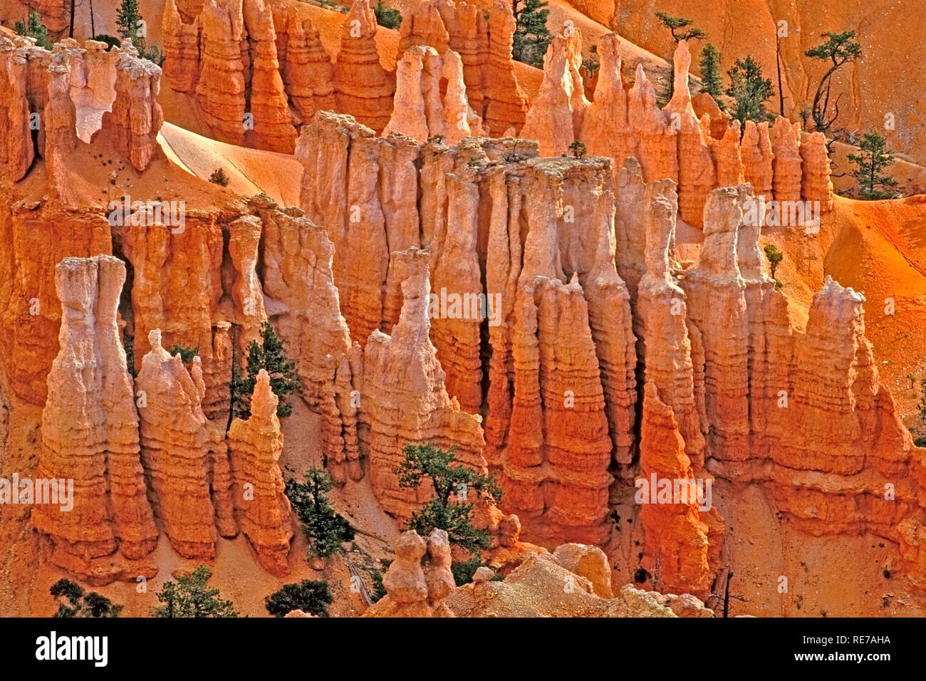 Roccia calcarea formazioni, Parco Nazionale di Bryce Canyon, Utah, Stati Uniti d'America Foto Stock