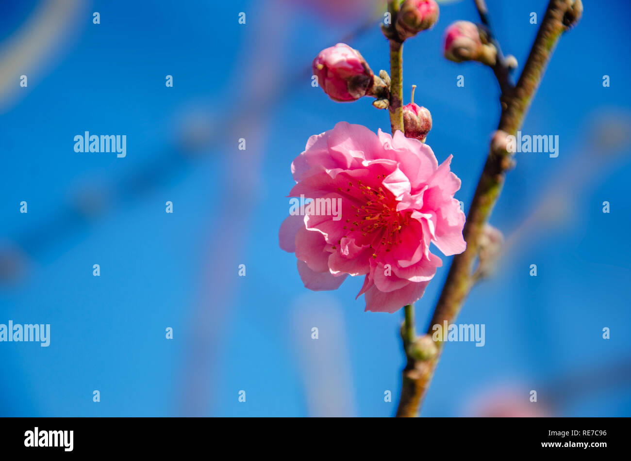 Prugna fiore rosa fioritura sfondo blu Foto Stock