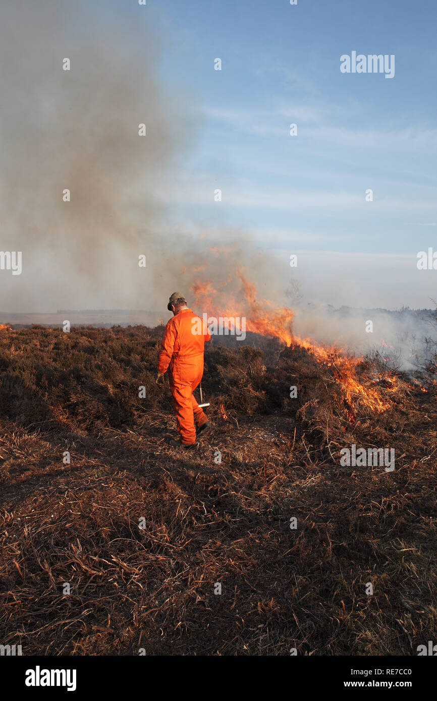 Bruciando controllato Broomy Plain vicino Broomy Lodge New Forest National Park Hampshire Inghilterra Foto Stock