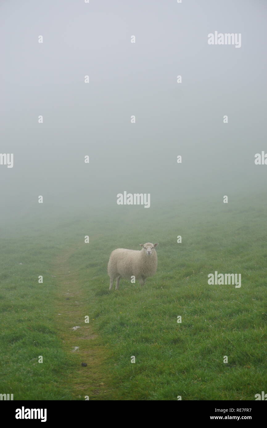 Le pecore su Foggy Isole Faerøer Foto Stock
