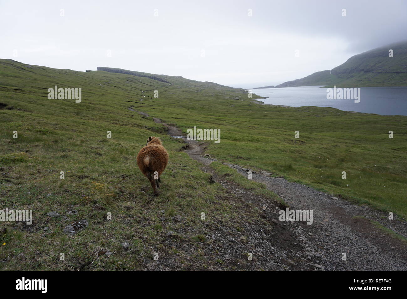 Le pecore su Foggy Isole Faerøer Foto Stock
