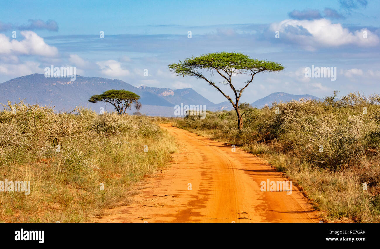 Gli alberi di acacia confinante con una pista sterrata nel parco nazionale orientale di Tsavo in Kenya meridionale con le colline di Taita nella distanza Foto Stock