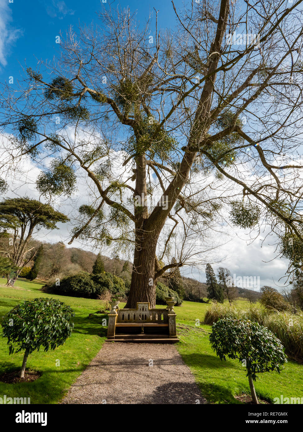 Ornano il giardino di pietra in sede sotto un grande albero coperto di vischio nei giardini di Tyntesfield vicino a Bristol REGNO UNITO Foto Stock