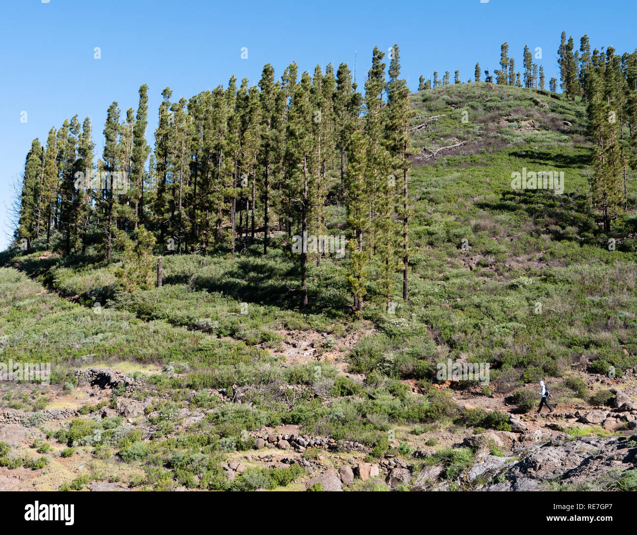 Camminare in alta montagna sopra la Val Gran Rey su La Gomera nelle Isole Canarie con caratteristici pini Foto Stock