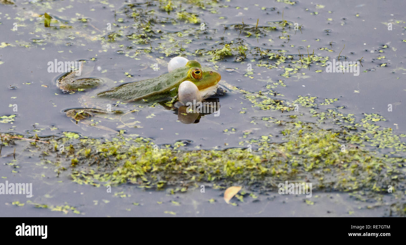 Marsh rana ridibunda Rana gracchia wth gonfiato guancia sacche a periodi di riproduzione nel Somersetshire carbone Canal nel centro di Somerset REGNO UNITO Foto Stock