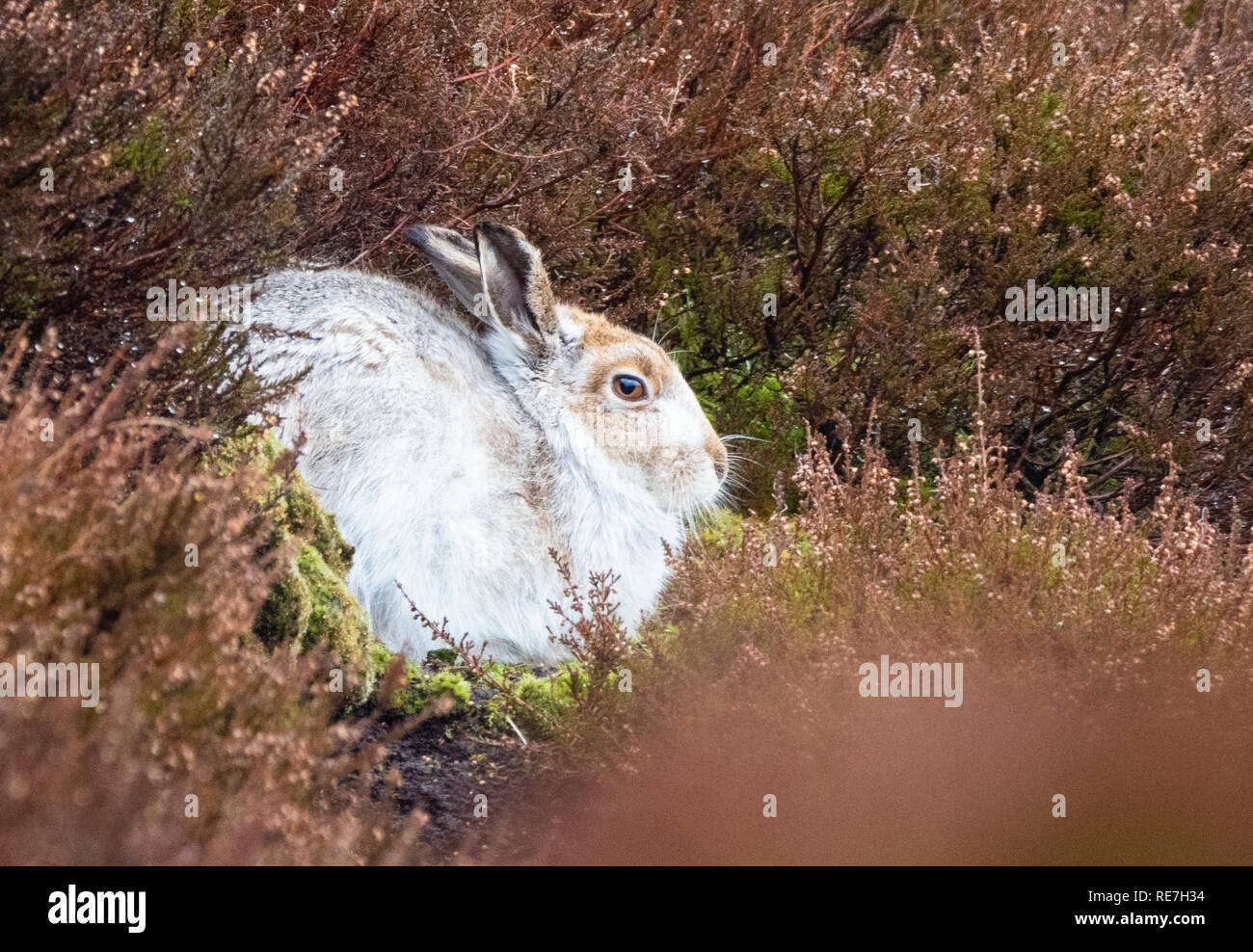 Mountain lepre Lepus timidus nella cospicua bianco inverno fur senza copertura di neve hunkered giù nella sua forma di heather nel Derbyshire picco scuro REGNO UNITO Foto Stock