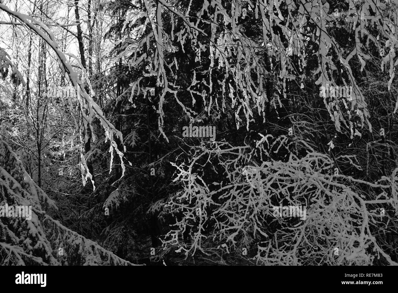 Bellissimo paesaggio durante l'inverno boreale Area della Germania Siegerland Foto Stock