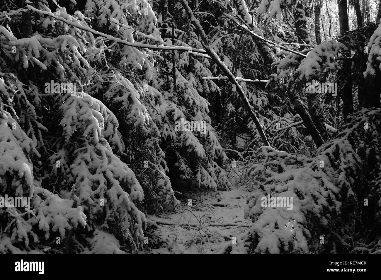 Bellissimo paesaggio durante l'inverno boreale Area della Germania Siegerland Foto Stock