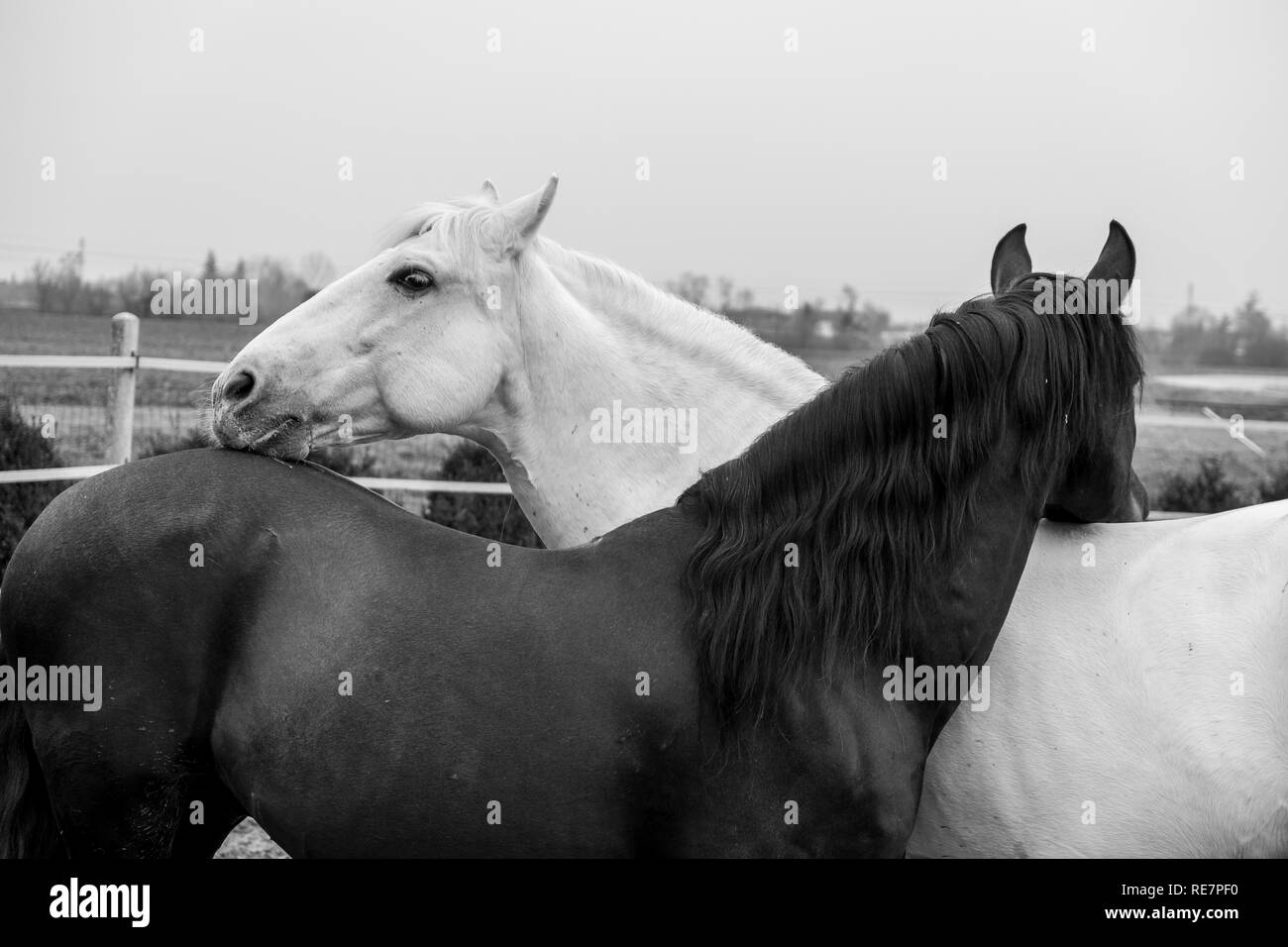 Due cavalli, uno bianco e uno nero, giocando, mangiare e divertirsi insieme. I cavalli di diversi colori nel selvaggio. Foto Stock