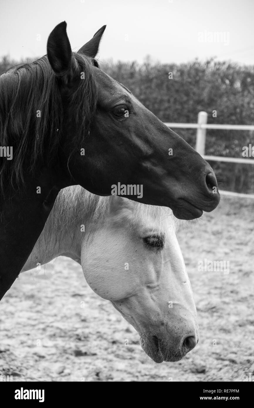 Due cavalli, uno bianco e uno nero, giocando, mangiare e divertirsi insieme. I cavalli di diversi colori nel selvaggio. Foto Stock