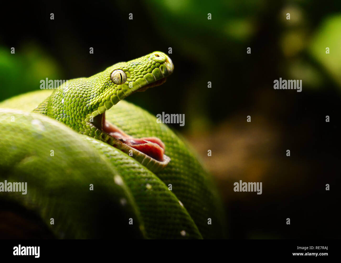 Green Tree Python Foto Stock