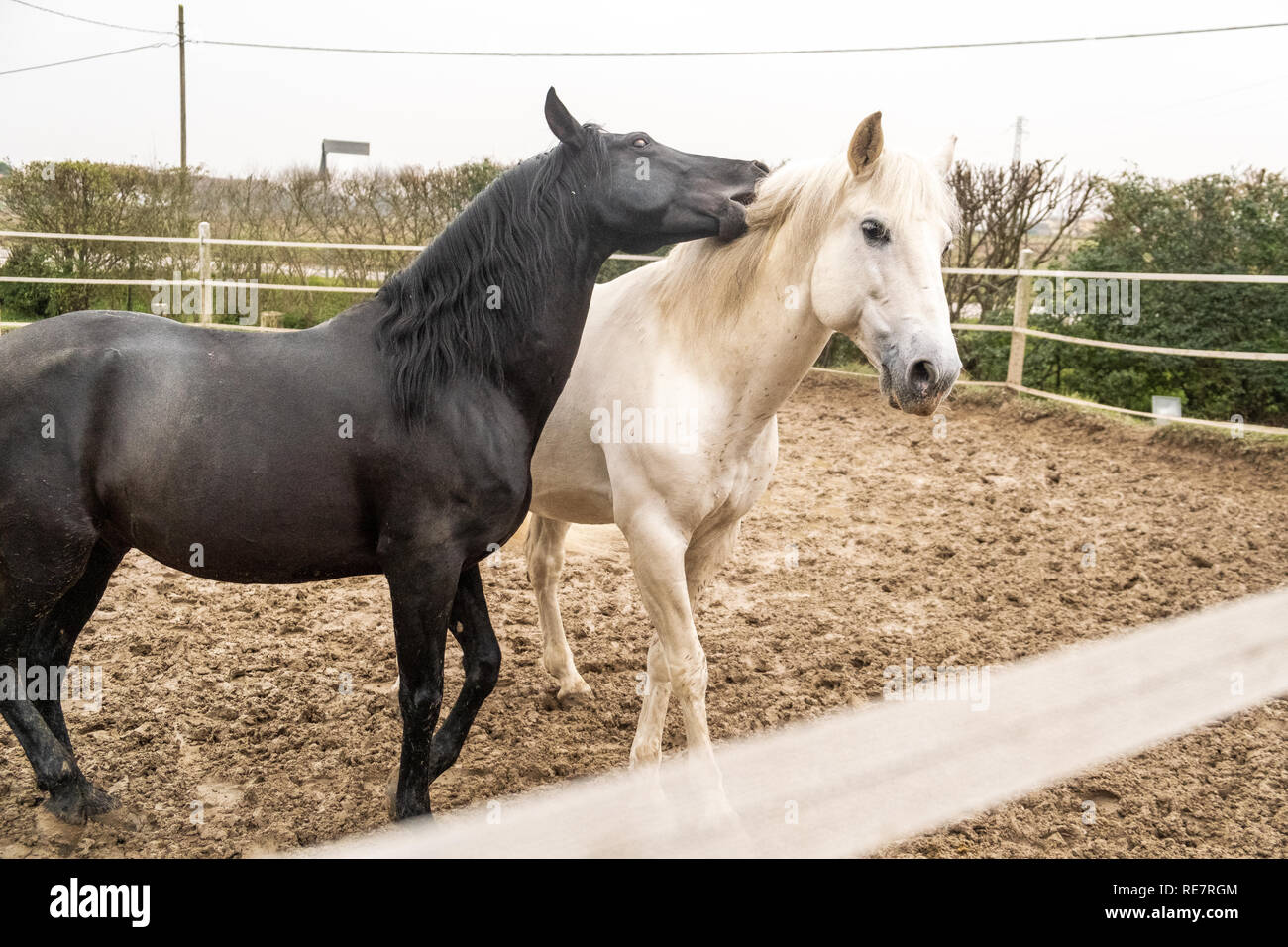 Due cavalli, uno bianco e uno nero, giocando, mangiare e divertirsi insieme. I cavalli di diversi colori nel selvaggio. Foto Stock