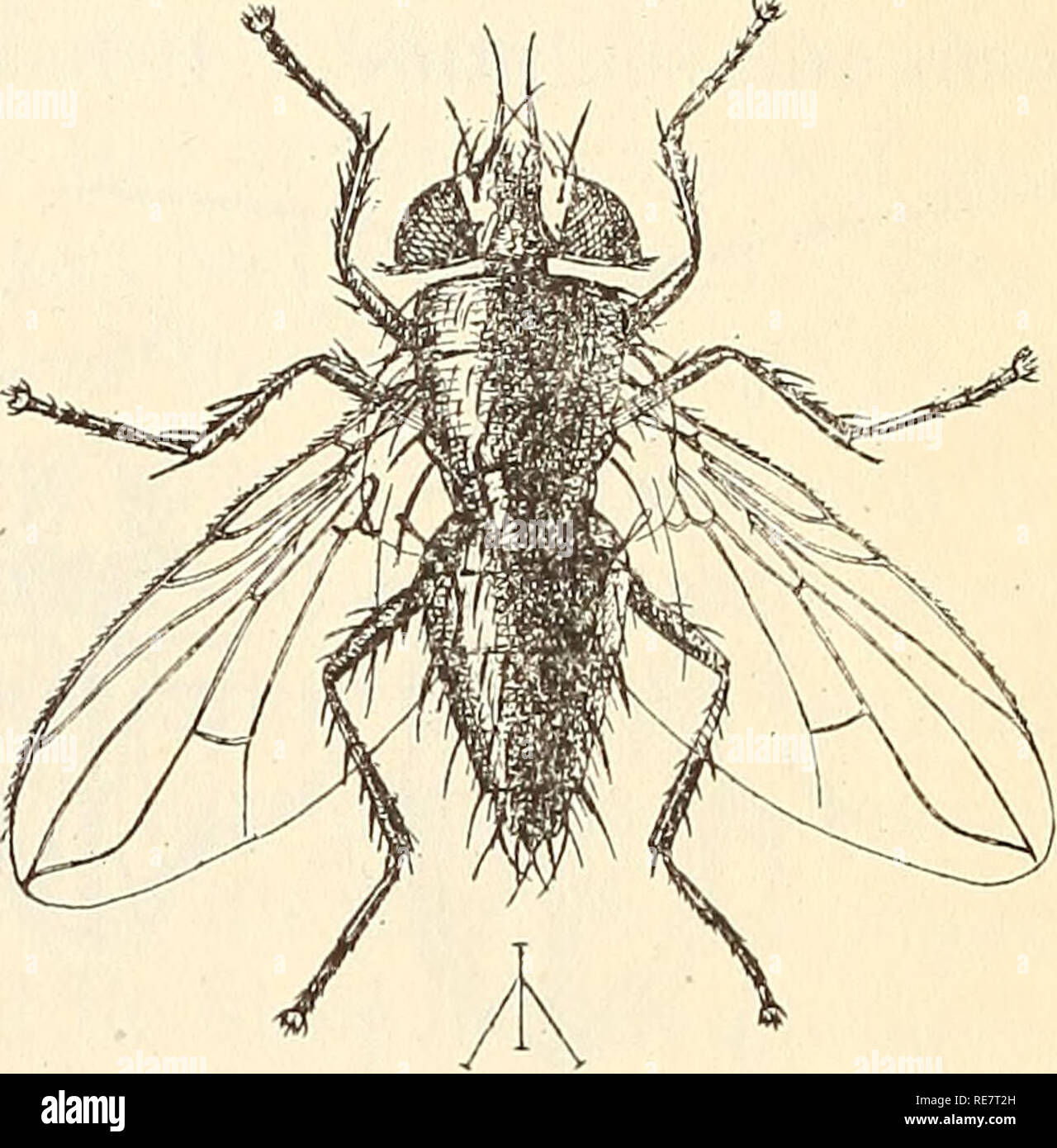 . La radice di mais-worm. Radice di mais-worm; Spotted cetriolo beetle; il western corn rootworm; parassiti agricoli. Nemici naturali. Lo scarabeo è parasitized da un Tachinafly, Celatoria diabroticce Shimer (figura 2), che si sviluppa nel ventre del suo ospite. È predati dalla ruota bug, Arilus (Prionidus) cristatus Linn. e molti uccelli si nutrono in misura considerevole sui coleotteri. Esso è anche soggetto a una malattia batterica.1 rimedi. Per le root-worm l'uso di insetticidi sulla crescita del mais è imprac- ticable. Infatti, non siamo in grado di raggiungere la radice-stadio a vite senza fine a qualsiasi misura con veleni. Pertanto abbiamo Foto Stock