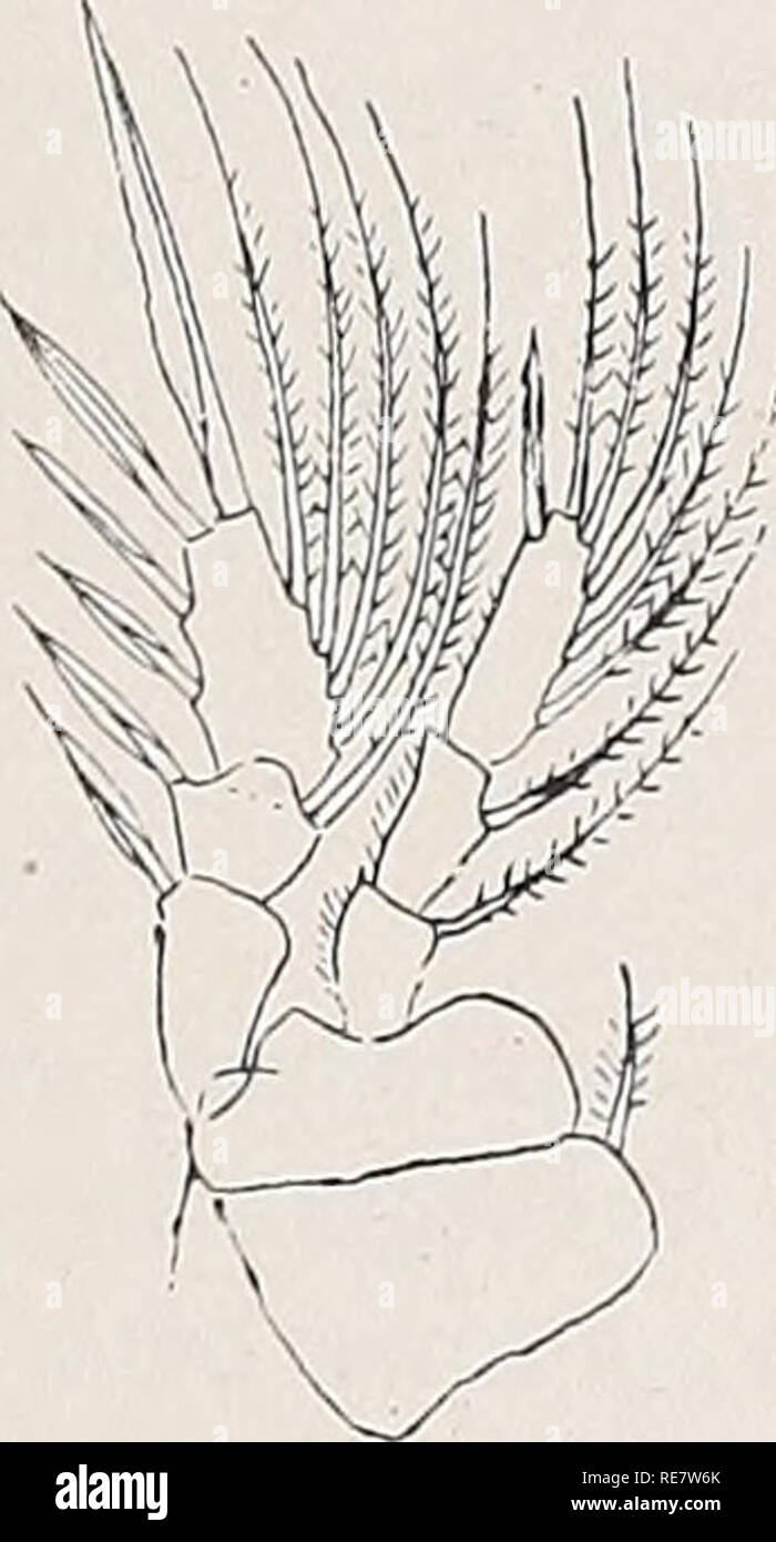 . Copepoden. Copepoda. Fig. 207. Lubbockia glacialis. un 9 dorsale, Maxilliped b 9, c 5. B. 9, d 1. B. $. Nach Sars. des 1.und 2. B. mit 3 Außenrandborsten; die längere Borste des 5. B. etwas über die Mitte des Gensegm. hinausreichend, ungefähr 2 mal così lang Wie die kürzere. L. 2.45 mm. - Tf unbekannt. Arktischer Ozean. 2. Lubbockia minuta Wolfenden. 1905, L. m., Wolfenden. 9- Furka noch nicht 2 mal così lang wie das Ansegm. (11 : 8). Enp. der 2. Antenne am Vorderrande mit 1 proximalen kurzen und einer relativ langen Nord. Il plancton. VIII 13. Si prega di notare che queste immagini sono estratte da scanne Foto Stock