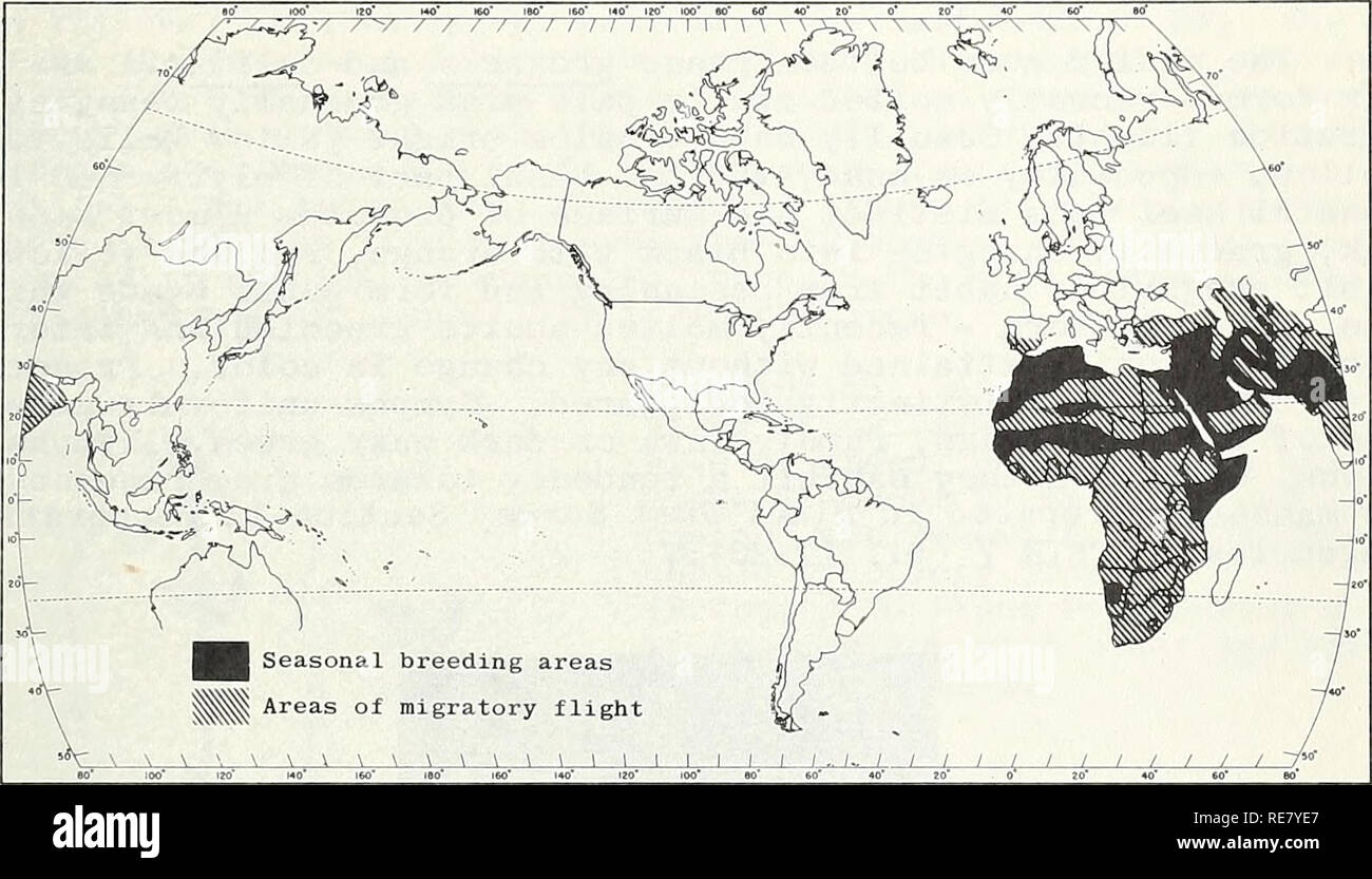 . Cooperativa economica relazione di insetti. Pesti di insetto di controllare gli Stati Uniti periodici. - 7 - gli insetti non è noto che si verificano NEGLI STATI UNITI DESERT LOCUST (Schistocerca gregaria (Forskal) importanza economica: le piaghe di questo locust sono noti in tutto il Medio Oriente e in Africa fin dai primi tempi biblici. Il danno è stato esteso in molti settori, anche se la frequenza di attacchi è in gran parte dipendente ecologico e condizioni meteorologiche. Normalmente si verificano gli attacchi solo circa una volta in dieci anni in Egitto. Perdite su sorgo causato dalla fase migratoria in Sudan nel 1936 sono state stimate pari a Foto Stock