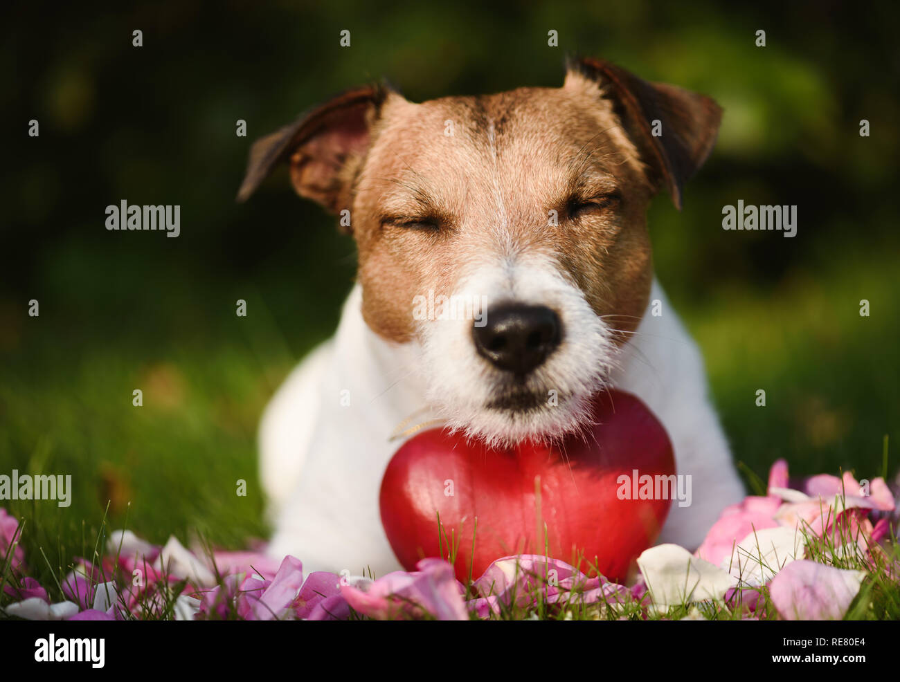 Concetto di amore con il cane, cuore rosso e petali di rose sull'erba Foto Stock