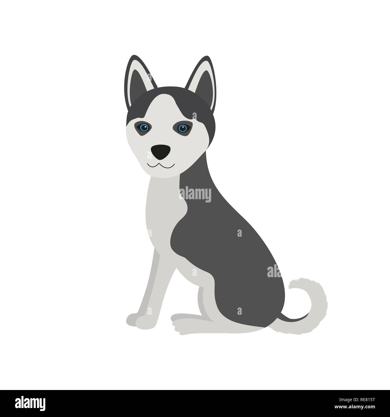Carino Siberian Husky di razza sit vista frontale cane, illustrazione vettoriale. Illustrazione Vettoriale