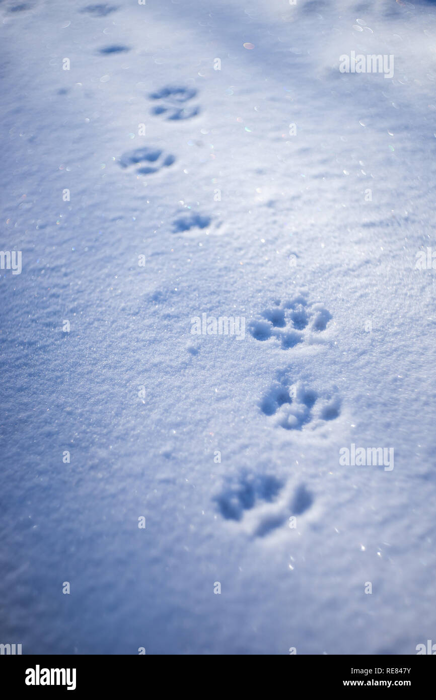 Stampe della zampa in neve. Foto Stock