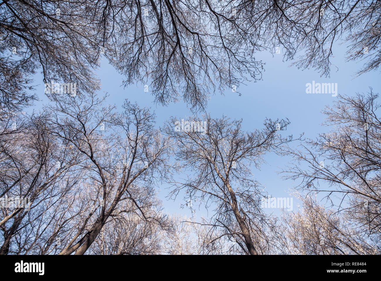 Una vista di inverno i rami degli alberi a guardare in alto verso il blu intenso del cielo. Foto Stock