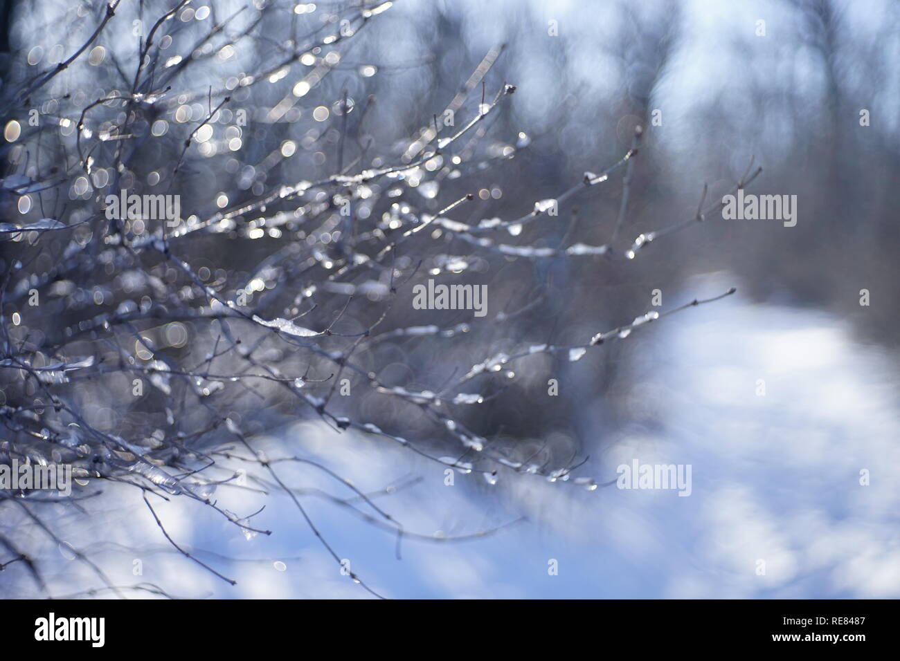 Sfocare lo sfondo di foresta nella neve con rami con bokeh cerchi in inverno Foto Stock
