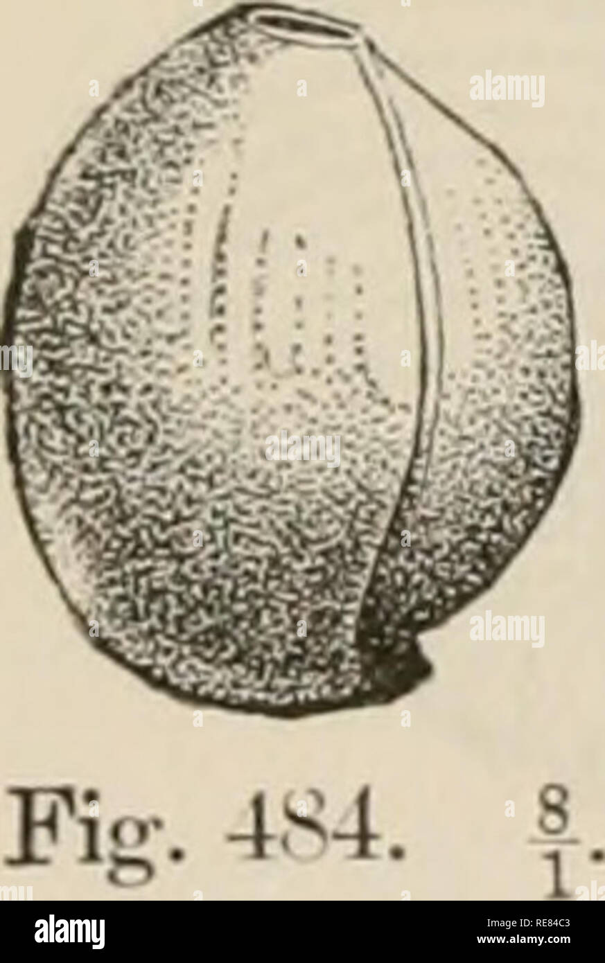 . Un contributo alla American thalassography; tre crociere di gli Stati Uniti costa e Geodetic Survey sistema di cottura a vapore "Blake," nel Golfo del Messico, nel mar dei Caraibi, e lungo la costa atlantica degli Stati Uniti da 1877 a 1800. Blake (nave); animali marini -- Oceano Atlantico; sedimenti marini; Oceano. Caratteristica di DEEP SEA tipi. RIIIZOPODS. 159 rhizopods fiorire, tra 150 e 100 braccia consiste principalmente di un gessoso, resistente, amorfo ooze, - una modificata pter- opod e globigerina ooze. Mescolato con questo sono grani di sim- ilar materiale, ma di una maggiore coerenza, toget Foto Stock